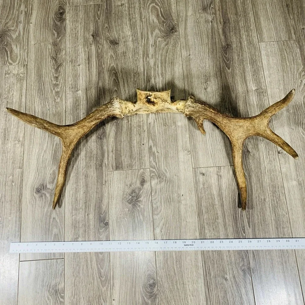 Naturally Shed Wild Moose Antler (Horn, Knife, Carving, Chew, Taxidermy) Full - Picture 2 of 10